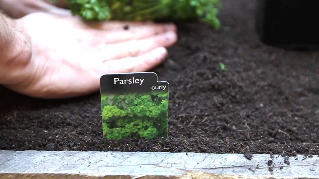 Alberta Urban Garden: Australian Urban Garden Episode 1 Planting Australian Urban Garden Episode 1 Planting