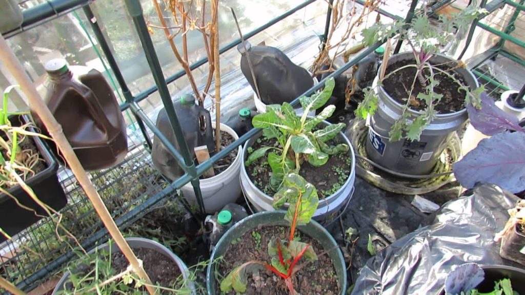 Gary Pilarchik: Why Can Vegetable Garden Lettuces and Greens Freeze?: Great Winter Crops – MFG 2104 Why Can Vegetable Garden Lettuces and Greens Freeze?: Great Winter Crops - MFG 2104