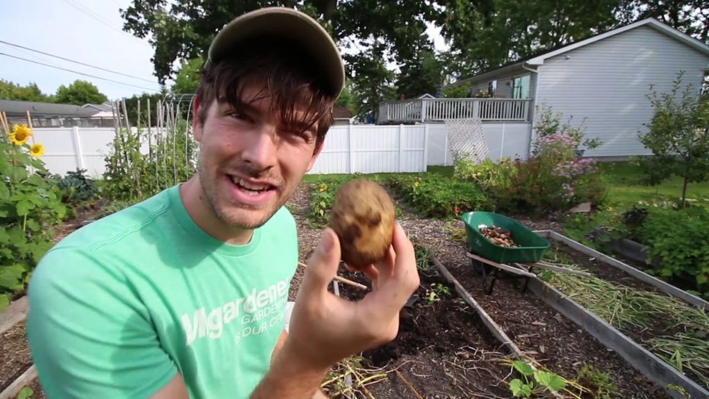 MIgardener: Harvesting 12 Types of Potatoes in a Single Raised Bed! Harvesting 12 Types of Potatoes in a Single Raised Bed!