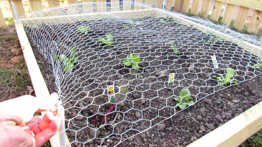 Gary Pilarchik: How to Protect Your Vegetable Garden from Rabbits & Deer: Build a Chicken Wire Horizontal Fence! How to Protect Your Vegetable Garden from Rabbits & Deer: Build a Chicken Wire Horizontal Fence!