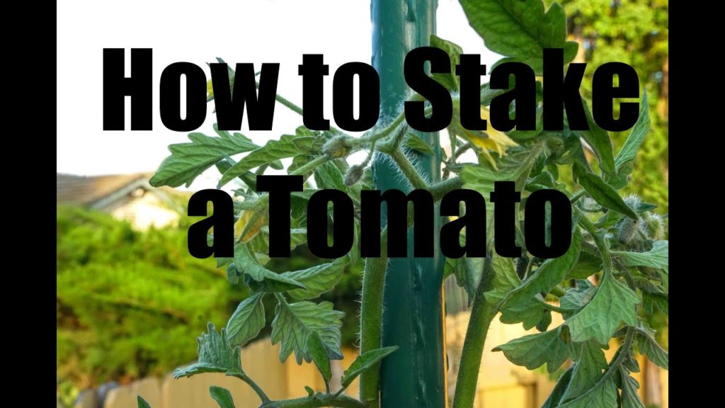 How to Stake and Prune a Tomato Plant