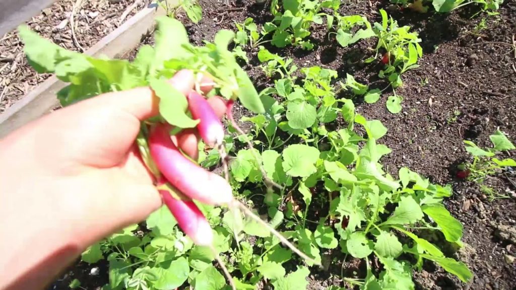 Just 2 Weeks after We Planted 6000 Seeds and Disregarded Spacing