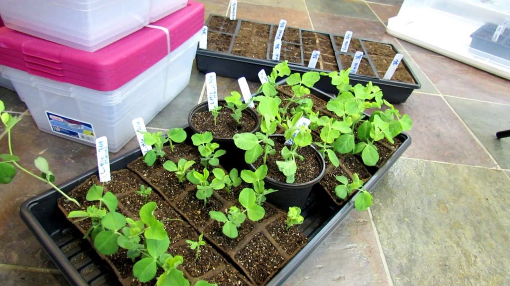 Gary Pilarchik: Garden Tour and Tips: All My Seed Starts for the Series & Acclimation Garden Tour and Tips: All My Seed Starts for the Series & Acclimation