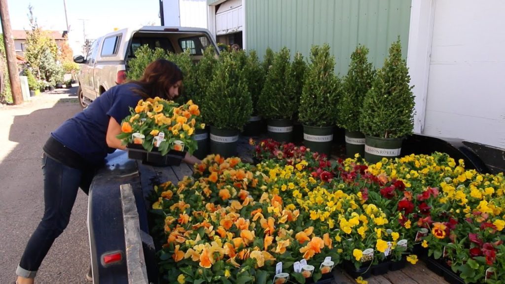 Garden Answer: Changing Out My City's Downtown Pots // Garden Answer Changing Out My City's Downtown Pots // Garden Answer