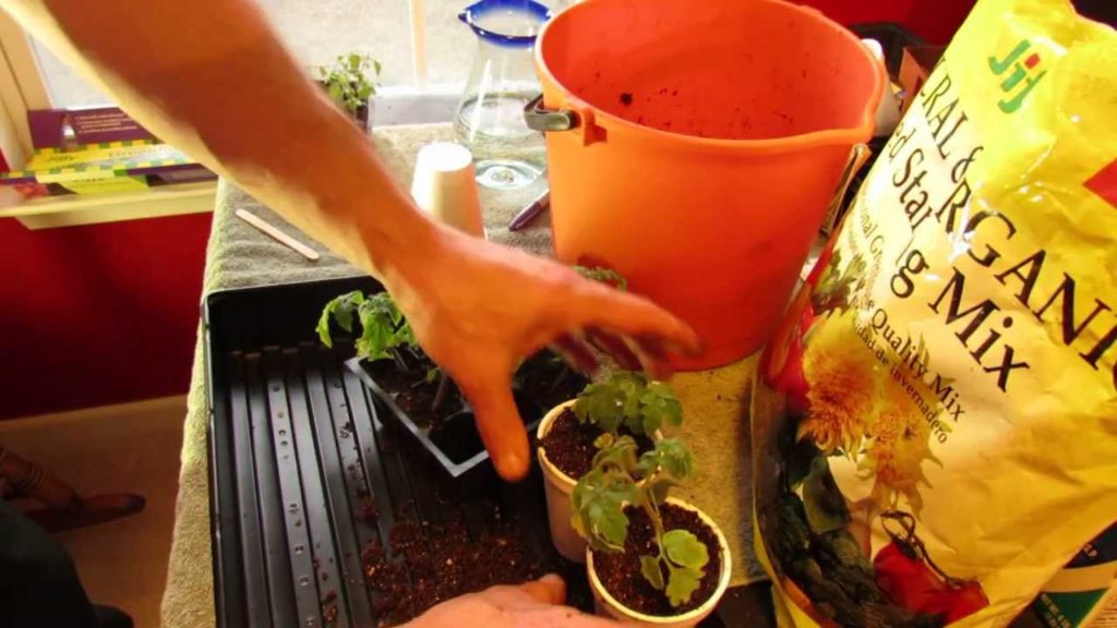 For New Gardeners: Transplanting Your Tomato Seedlings Into Cups - MFG 2014