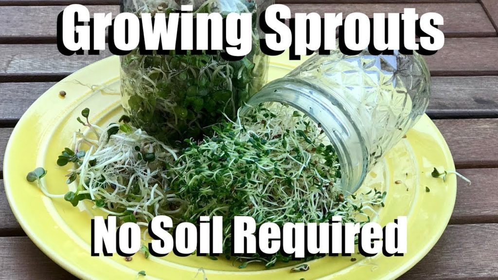 CaliKim: How to Easily Grow Sprouts In a Jar Indoors, No Soil Required How to Easily Grow Sprouts In a Jar Indoors, No Soil Required