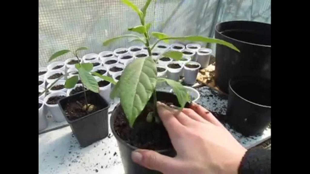 Huw Richards: Transplanting Healthy Avocado Seedlings How-to Transplanting Healthy Avocado Seedlings How-to