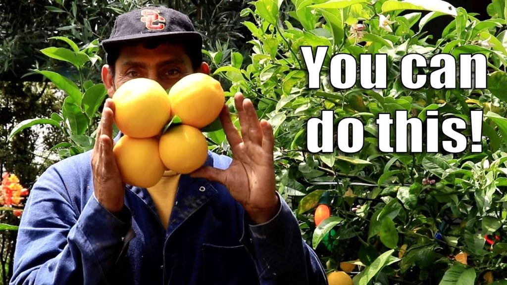 Kaye Kittrell: THIS is WHAT Hard WORK Brings! Bountiful Harvest | Urban Food Forest THIS is WHAT Hard WORK Brings! Bountiful Harvest | Urban Food Forest