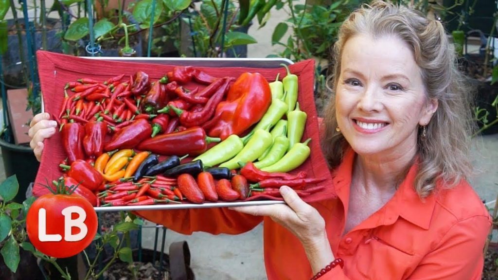Kaye Kittrell: Growing Peppers COMPLETE Start to Finish | Part 2 | Issues | Vlog Growing Peppers COMPLETE Start to Finish | Part 2 | Issues | Vlog