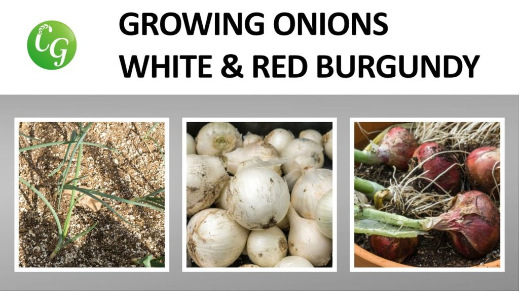 California Gardening: White Onions & Burgundy Red Onions – Two onion varieties to grow! White Onions & Burgundy Red Onions - Two onion varieties to grow!
