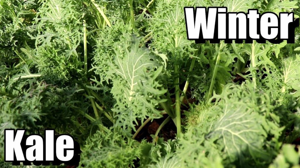 How to Grow Kale for Fall/Winter Harvests