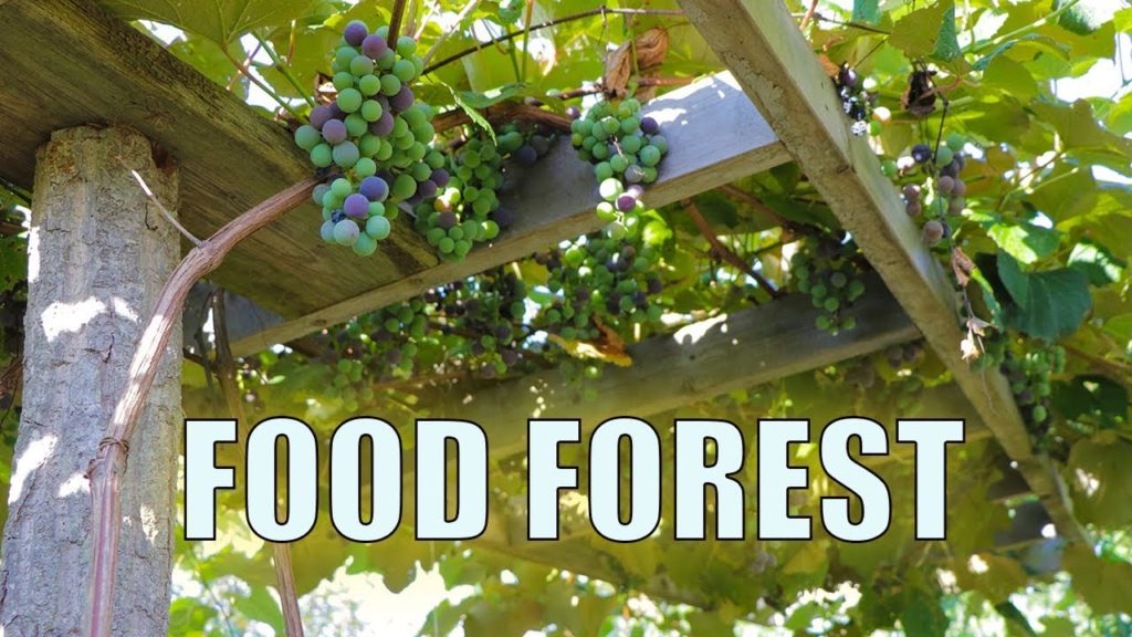 5 Year Old Suburban FOOD FOREST, And Eating Hot Pepper