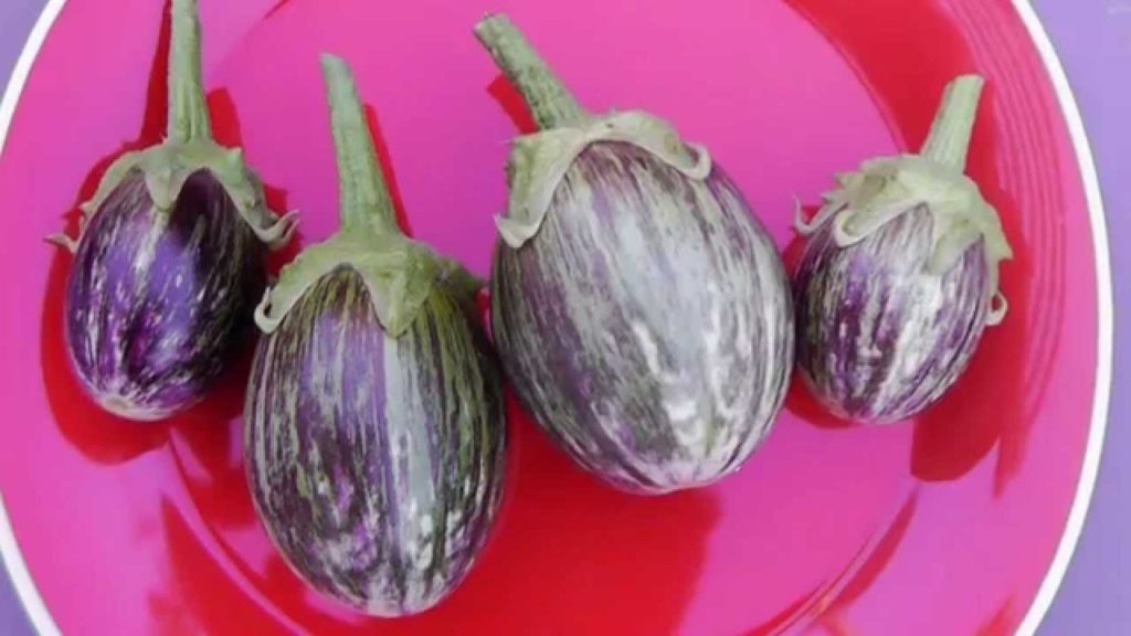 TriColor Striped Eggplant - Delicious & Fun to Grow!