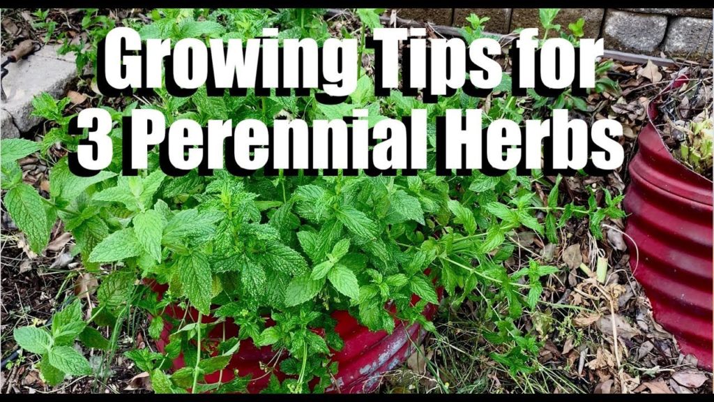 Growing Tips for 3 Perennial Herbs (Oregano, Mint & Sage) and Progress in Messy Garden Bed