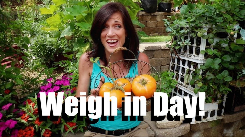 CaliKim: Weigh in Day! // The Beefsteak Tomato Challenge #7 Weigh in Day! // The Beefsteak Tomato Challenge #7
