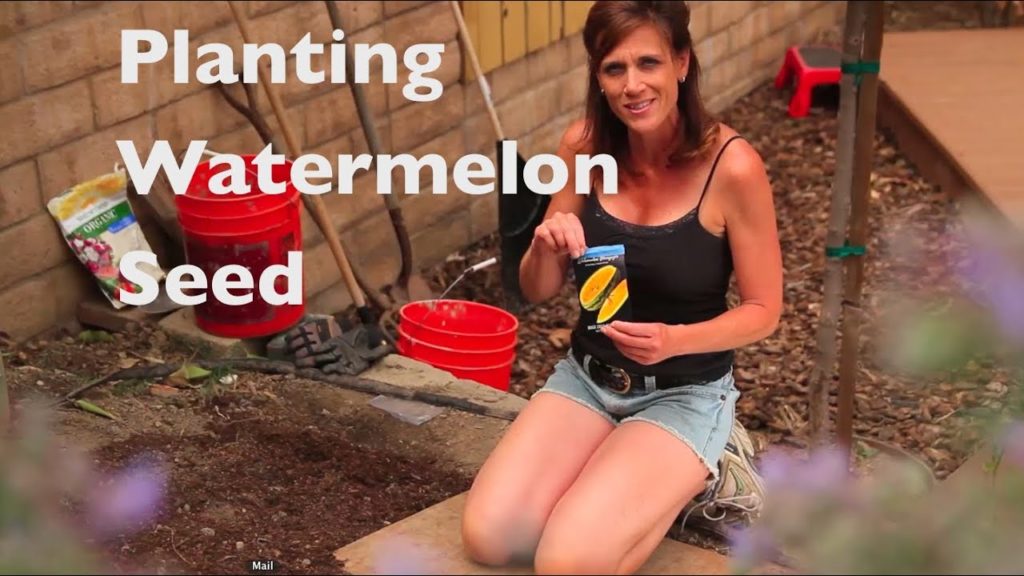 CaliKim: How To Grow Watermelon-E02- Watermelon First Time – How to plant watermelon seeds How To Grow Watermelon-E02- Watermelon First Time - How to plant watermelon seeds