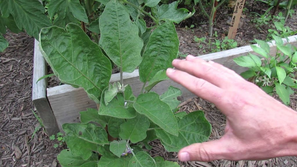 Gary Pilarchik: Treating Eggplant Flea Beetle Damage & Managing Garden Infestations: Dust & Spray – TRG 2014 Treating Eggplant Flea Beetle Damage & Managing Garden Infestations: Dust & Spray - TRG 2014