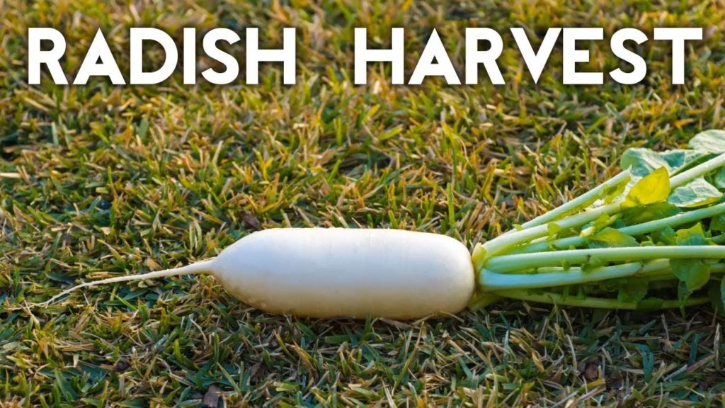 How to grow & harvest Diakon & White Icile radish