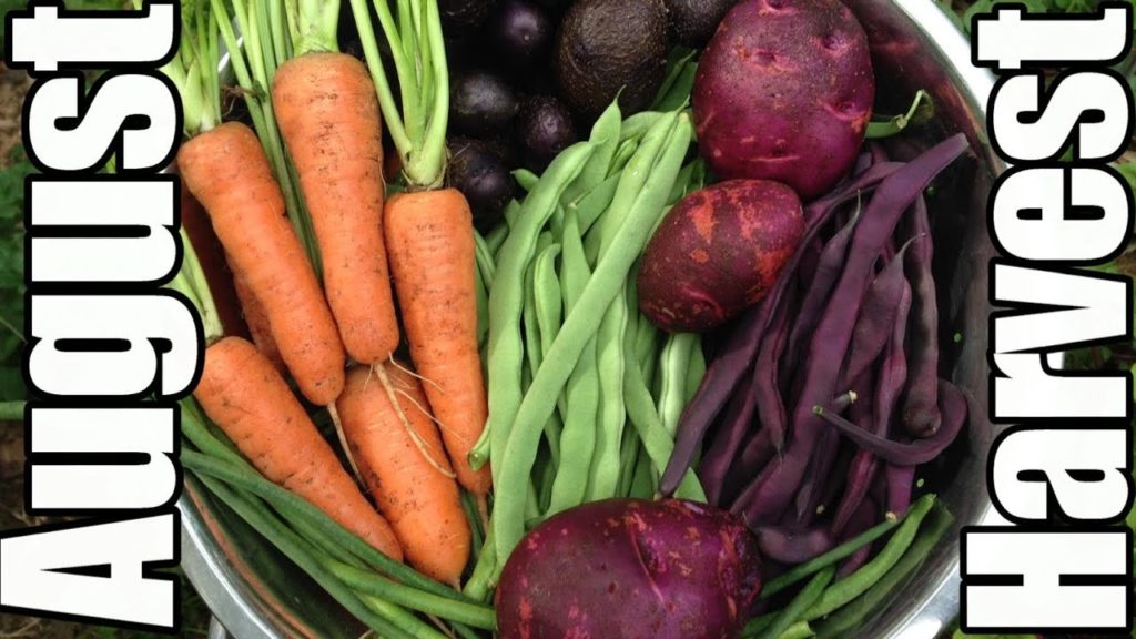 August Harvests & Recipes from the OYR Garden