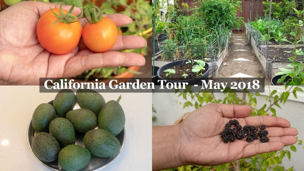 Monthly Gardening Series - The California Garden In May
