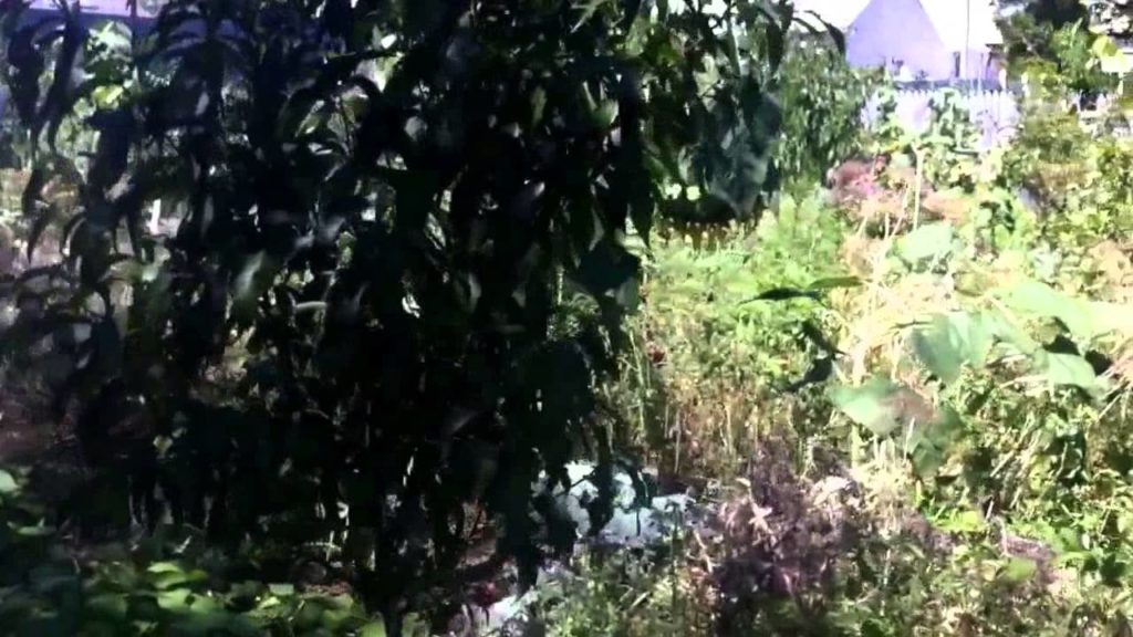 Natural Farming Meets Permaculture, Real "Organic" Gardening