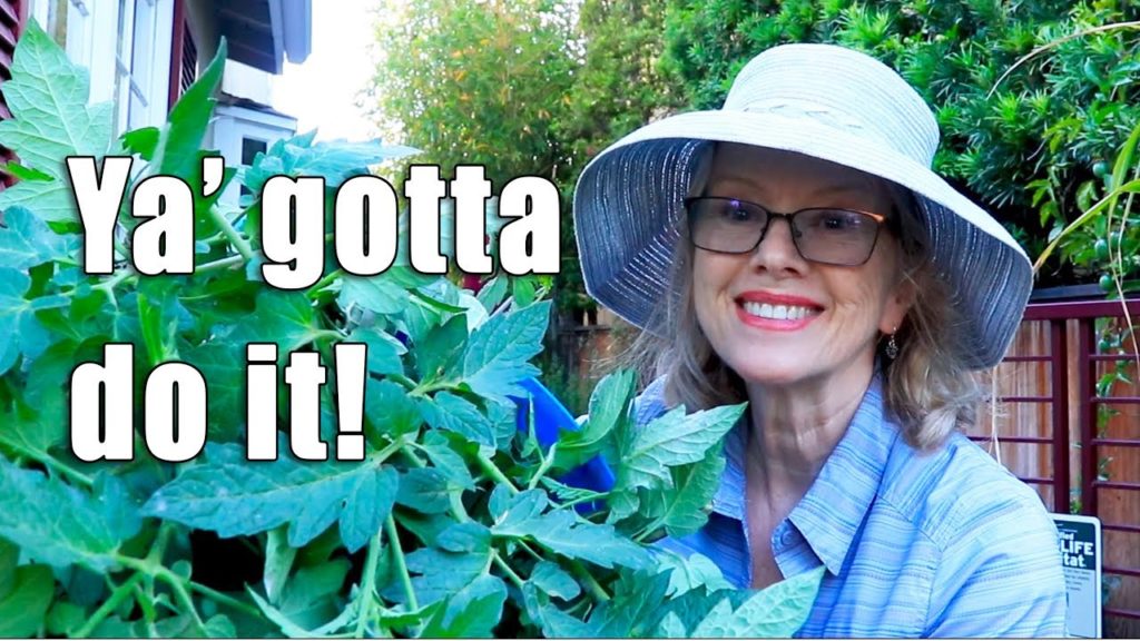 Kaye Kittrell: Put Rotten Bananas in Tomato Plants and See What Happens! | Tomato Plant Care Put Rotten Bananas in Tomato Plants and See What Happens! | Tomato Plant Care