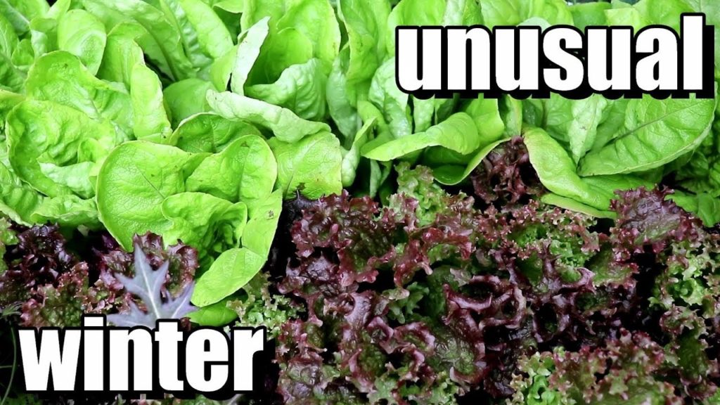 An Unusual Winter Gardening Season