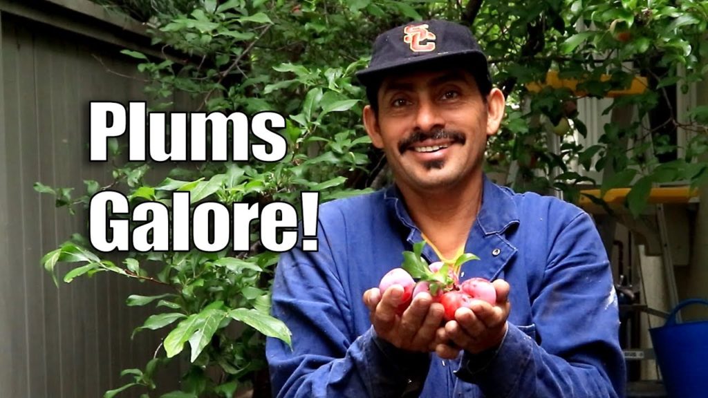 BIGGEST PLUM Harvest and VIEW from the ROOF! | Urban Garden