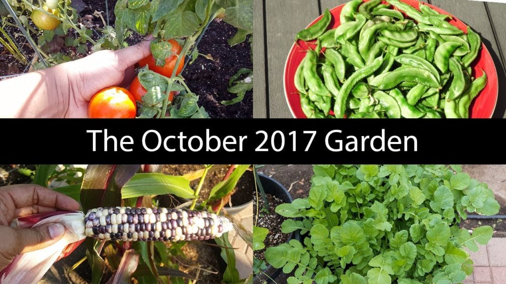 California Gardening: Monthly Gardening Series – October Garden Tour, Harvests & Things To Do! Monthly Gardening Series - October Garden Tour, Harvests & Things To Do!