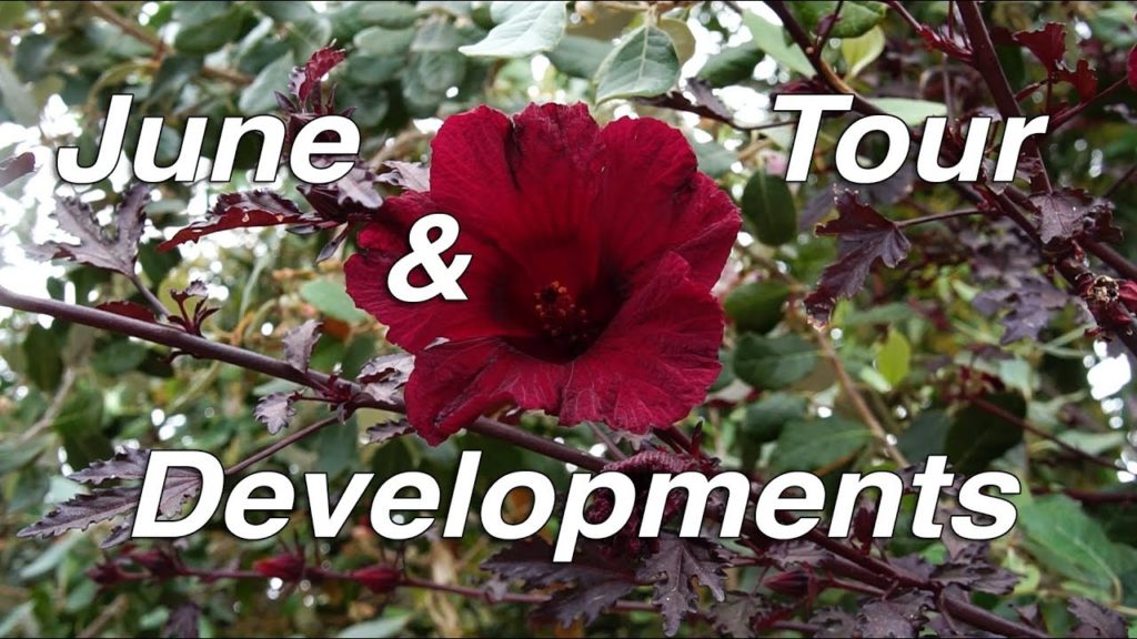 June Garden Tour | HUGE Cranberry Hibiscus | Vlog
