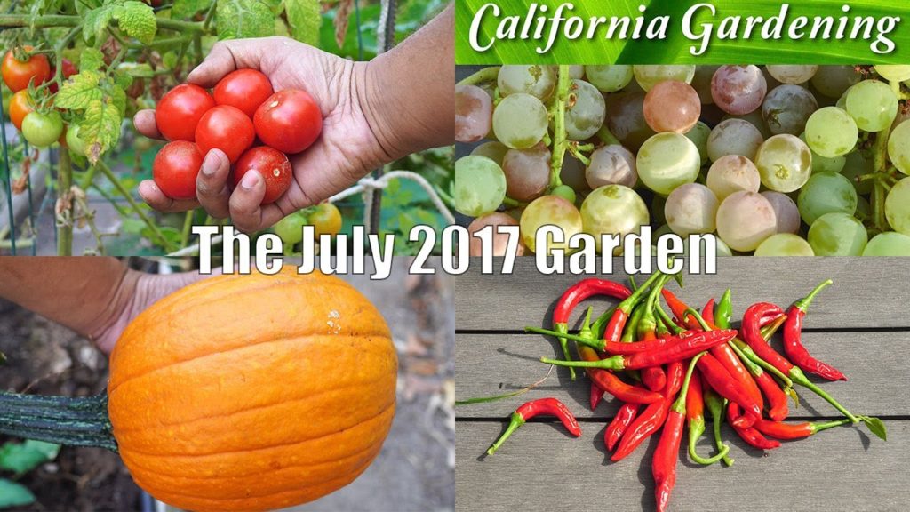 California Gardening: Monthly Garden Series – July 2017 – Summer Harvest Month Monthly Garden Series - July 2017 - Summer Harvest Month