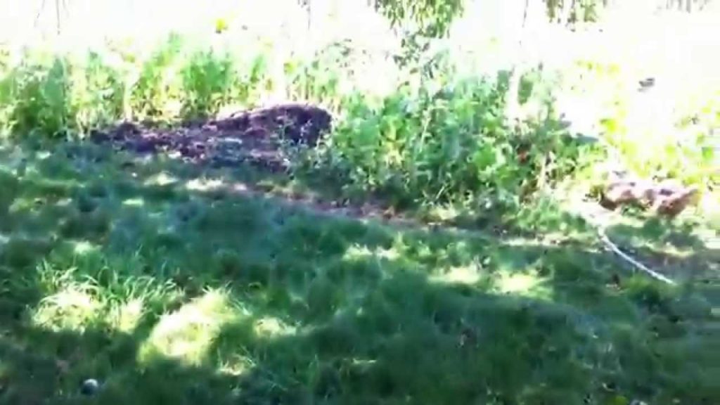 Why I Make My Own Compost, Joel Salatin