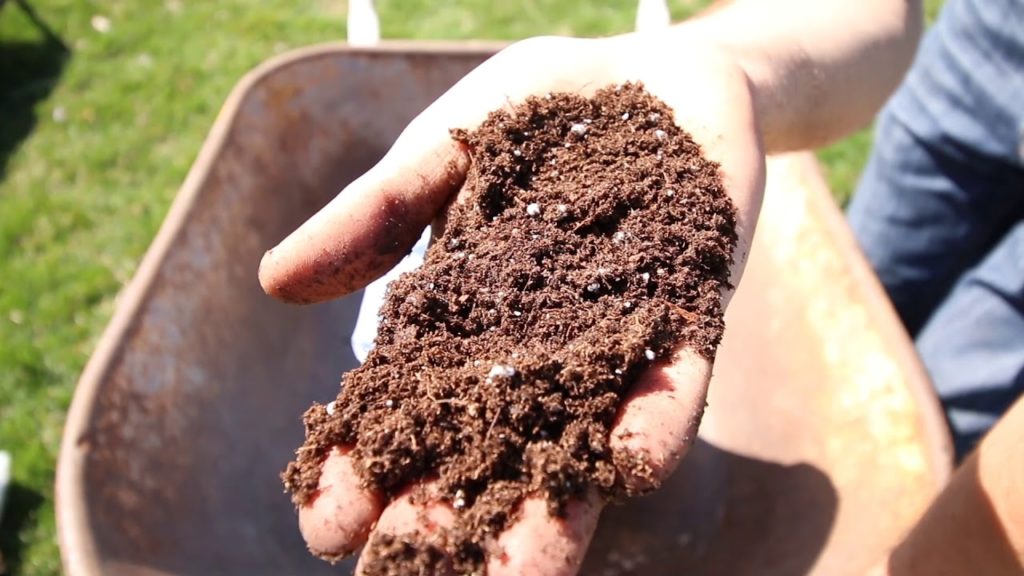 MIgardener: Comparing Potting Soil $ vs. $$ vs. $$$ Which is Best? Comparing Potting Soil $ vs. $$ vs. $$$ Which is Best?