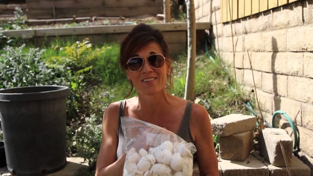 CaliKim: First Garden #10 – How to Use Eggshells to Protect Seedlings First Garden #10 - How to Use Eggshells to Protect Seedlings