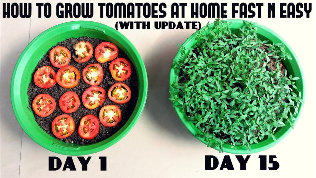 Grow Tomatoes from Tomatoes (Easiest Method Ever With Updates) Grow Tomatoes from Tomatoes (Easiest Method Ever With Updates)