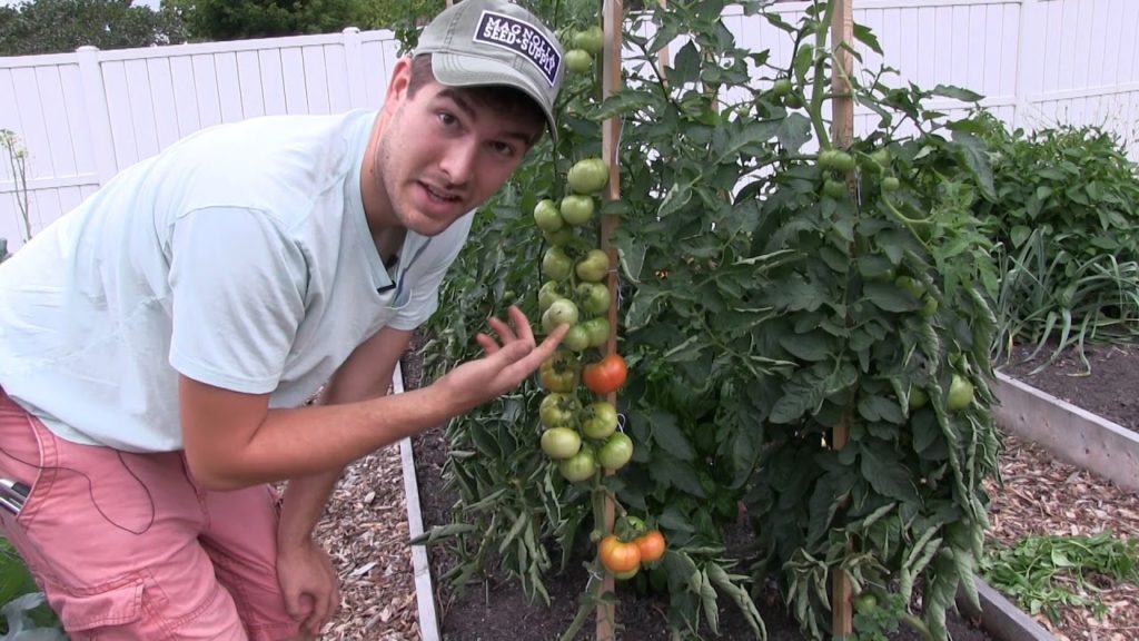 MIgardener: Complete Heirloom Tomato Tour & Harvest! + A first Look at A NEW Tomato Variety Complete Heirloom Tomato Tour & Harvest! + A first Look at A NEW Tomato Variety