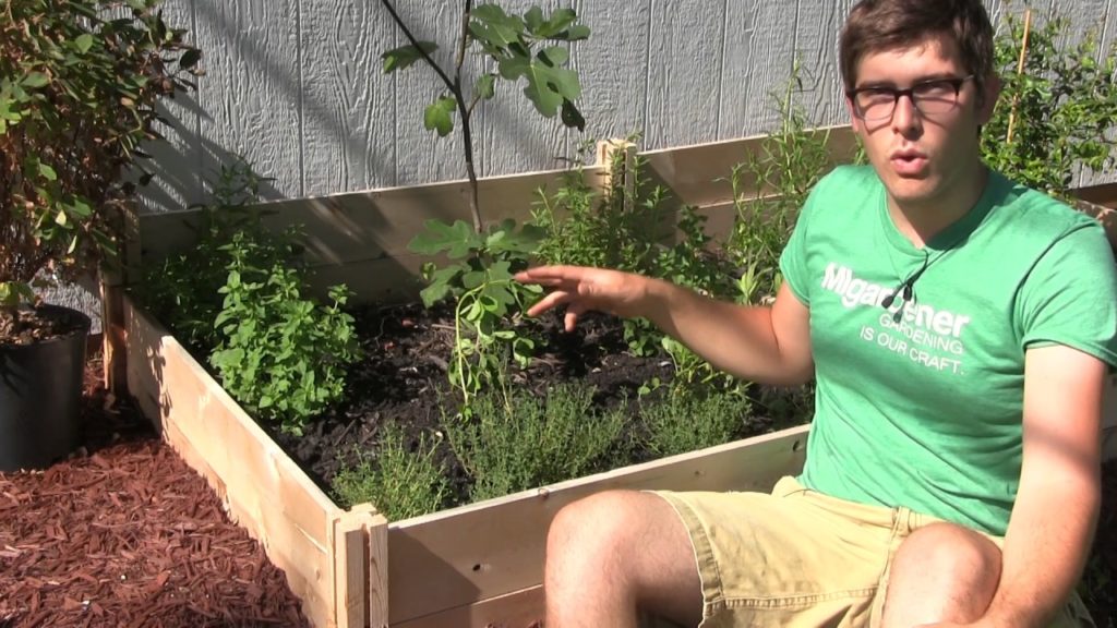 MIgardener: How to Grow Your Own Peanuts! – Complete Growing Guide How to Grow Your Own Peanuts! - Complete Growing Guide