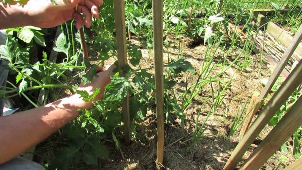 Staking Large Indeterminate Tomatoes: A 3 Stake Method - The Rusted Garden 2013