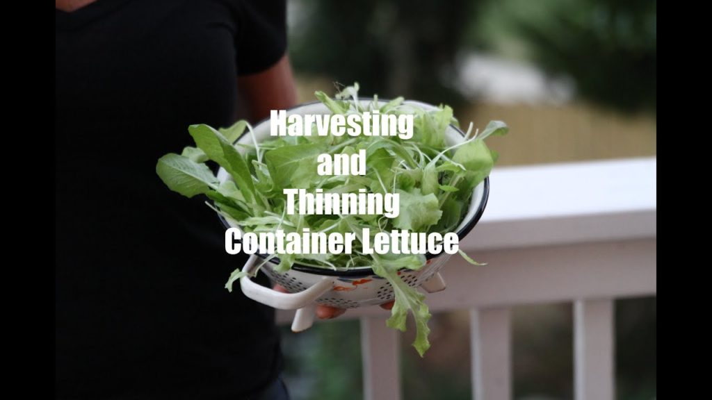 CaliKim: First Winter Garden Series #6 – How to Harvest and Thin Container Lettuce First Winter Garden Series #6 - How to Harvest and Thin Container Lettuce