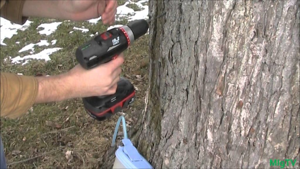 How to Tap A Maple Tree *CHEAP* & *EZ*