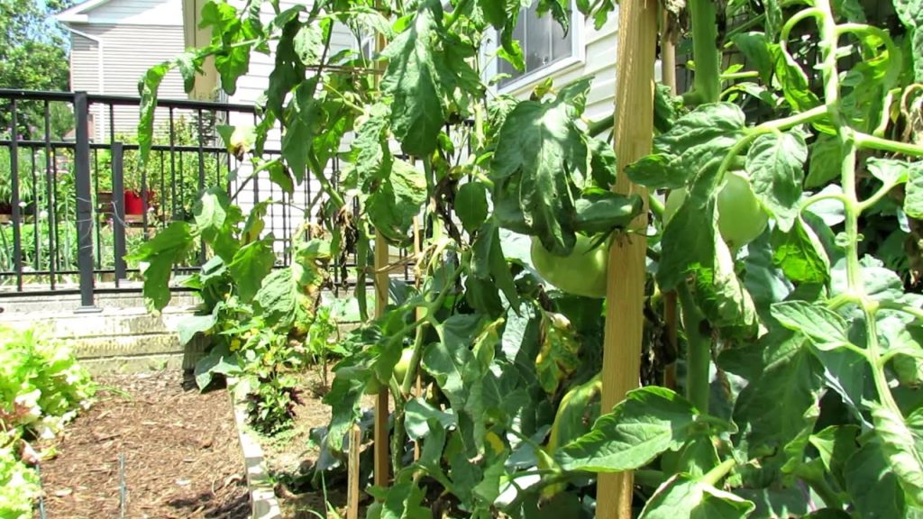 TRG 2012:  Preventing Tomato Leaf Burn and Damage: FYI Baking Soda Spray
