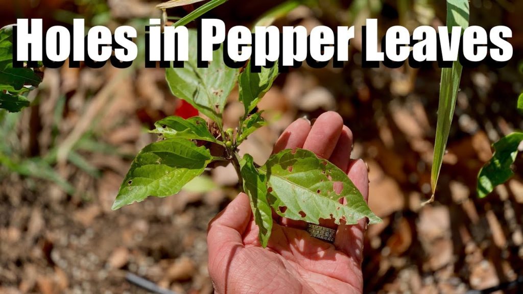 Big Holes in my Pepper Leaves , What I’m Doing About It & Surprise Harvest