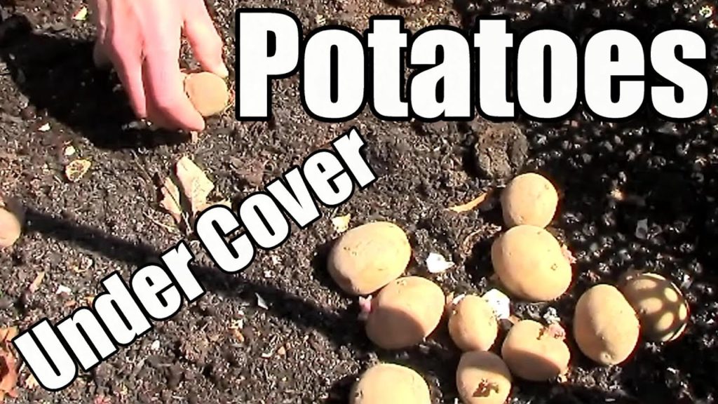 One Yard Revolution: Planting Potatoes Early Under Cover in a Compost Bin (3/26 – Zone 5) Planting Potatoes Early Under Cover in a Compost Bin (3/26 - Zone 5)
