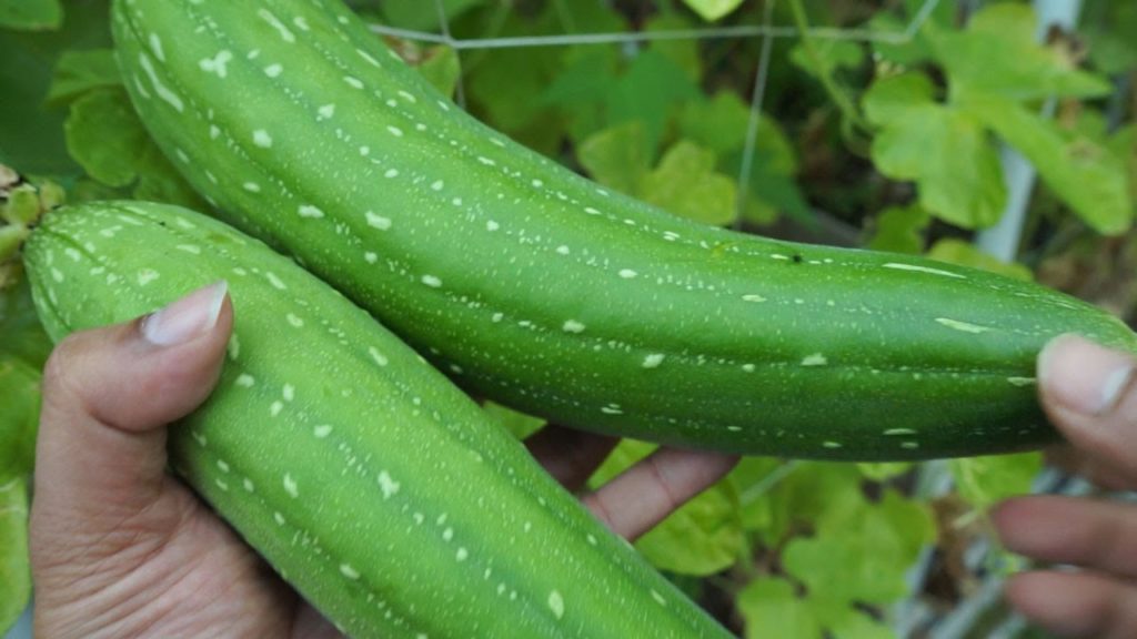 Growing Gourds Part 5 of 5 - Sponge Gourds
