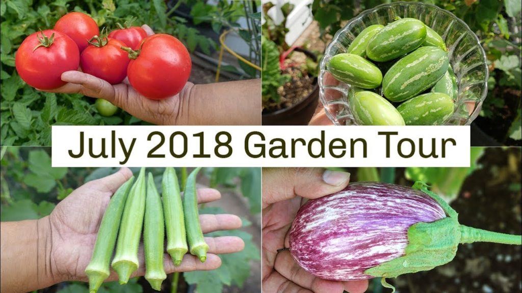 California Garden Tour July 2018 - Gardening Tips, Harvests & More!