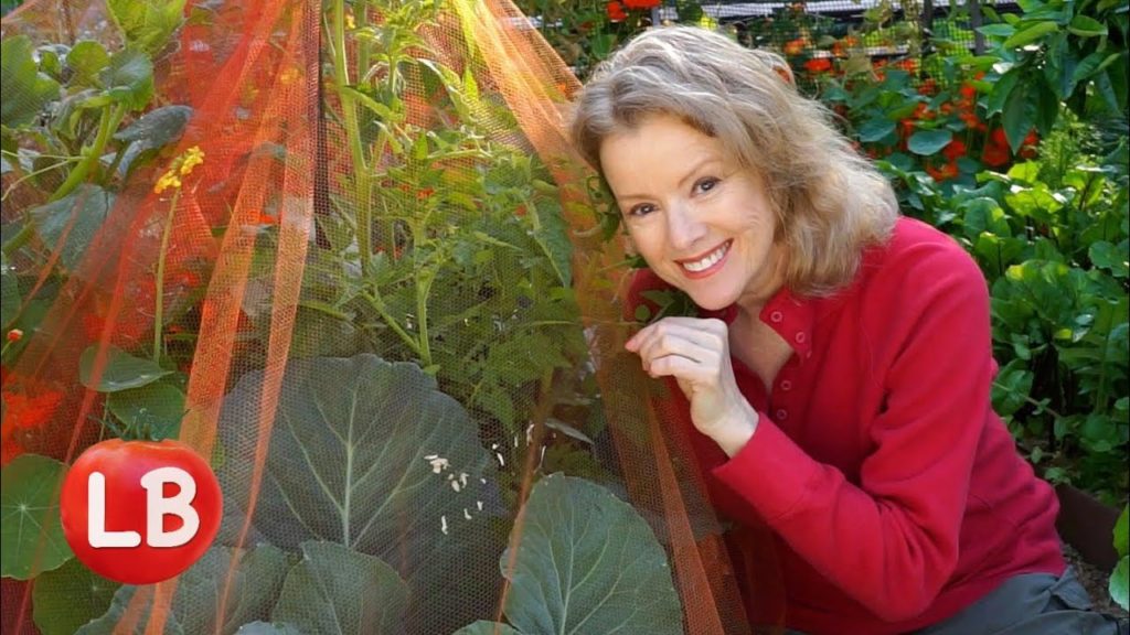 Kaye Kittrell: Raised Bed Reveal, Voile on Brassicas, Cushaw Recipe | Late Bloomer | Episode 8 Raised Bed Reveal, Voile on Brassicas, Cushaw Recipe | Late Bloomer | Episode 8