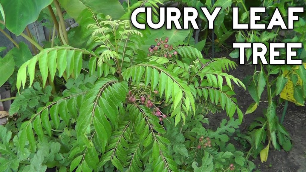 Curry Leaf Plant - Curry tree or Murraya koenigii - From seed to tree- the complete guide