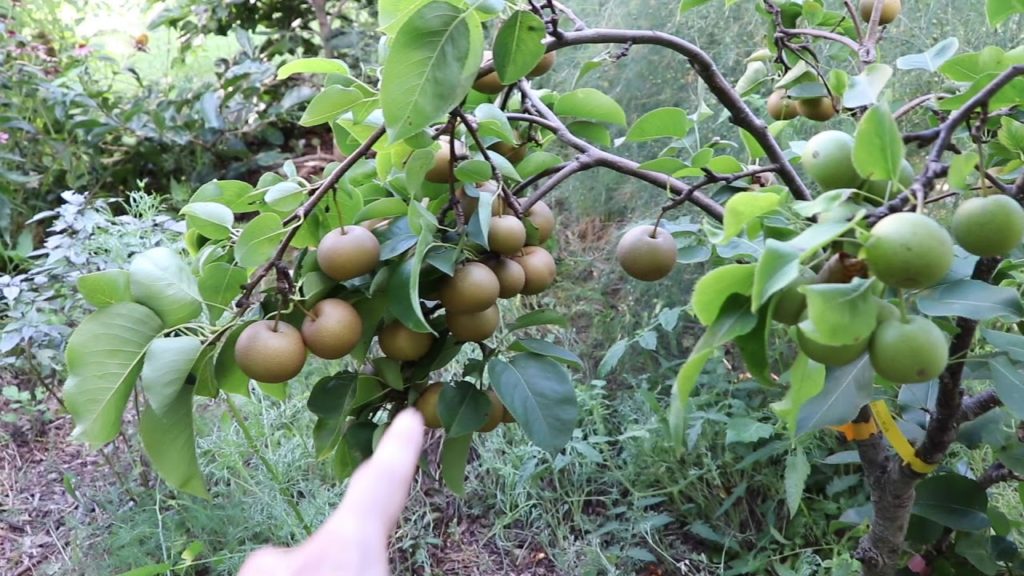 FULL Garden Tour, The SECRET To Higher PRODUCTION