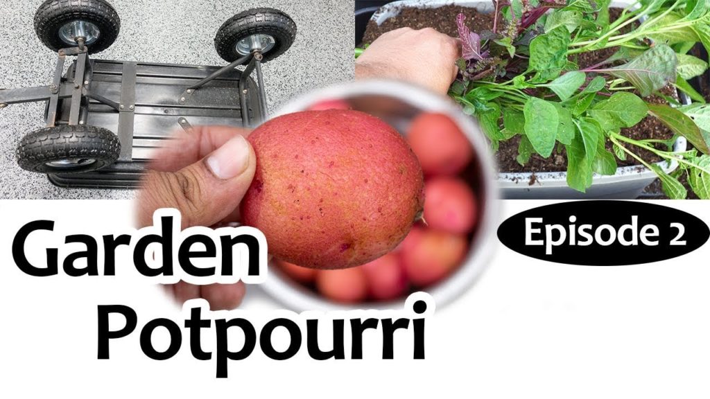 California Gardening: Garden Potpourri Episode 2 – Gardening Tips, Hacks & More! Garden Potpourri Episode 2 - Gardening Tips, Hacks & More!