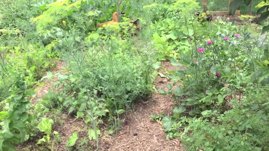 Chickens in the Food Forest